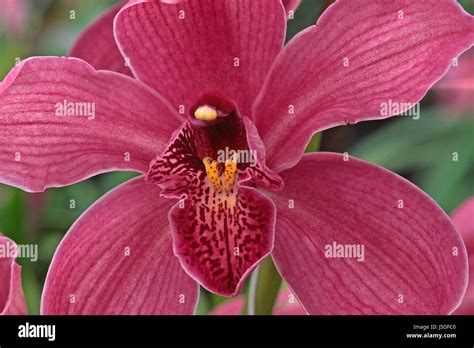 Cymbidium Hybrids Cymbidium Orchid Kahn Detail Stock Photo Alamy