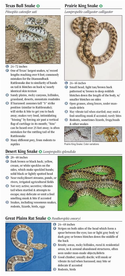 Identify Snakes A How To Guide A Visual Reference Of Charts Chart Master