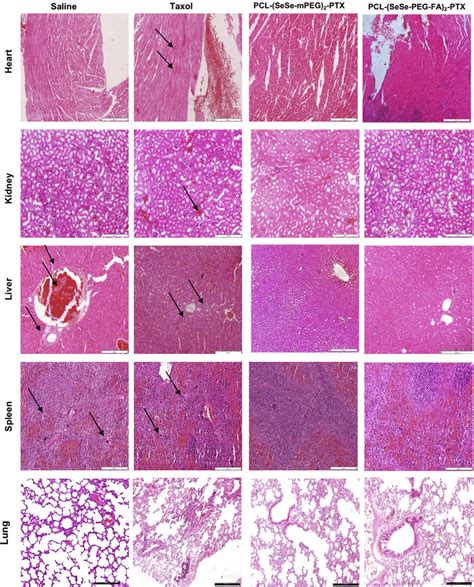 Histological Assessments With Hematoxylin And Eosin H E Staining Of