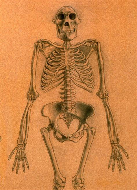 Australopithecus Skeleton