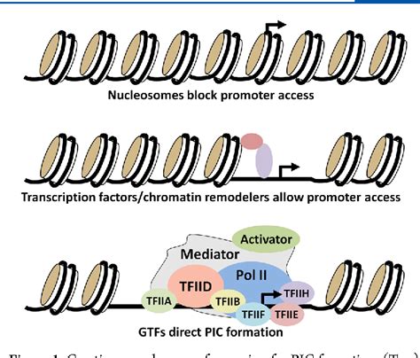 Figure 4 From RNA Polymerase II Transcription Elongation Control