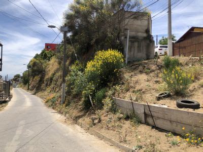 Forestaci N De Espacios En Desuso En El Pajonal Tarea Maite Aranda