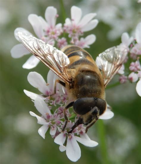 Various Hoverflies