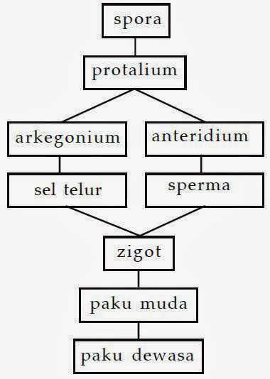 Bagan Pergiliran Keturunan Tumbuhan Paku Dan Lumut Ayu Belajar