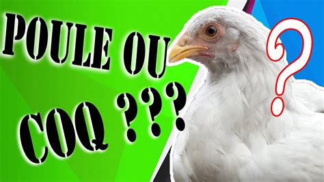 Comment Reconnaitre A Coup Sur La Poule Du Coq Youtube