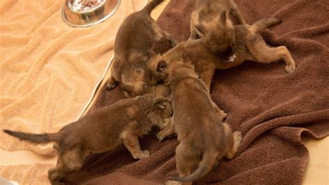5 Endangered Dhole Pups Saved By Animal Care Professionals At The Wilds”