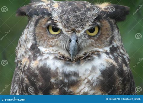 Great Horned Owl Eyes Stock Photos - Download 1,545 Royalty Free Photos