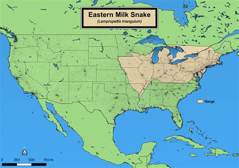 Eastern Milk Snake - eMuseum of Natural History