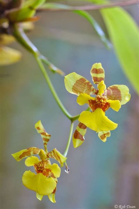 Oncidium Longipes Oncidium Beautiful Orchids Orchid Flower