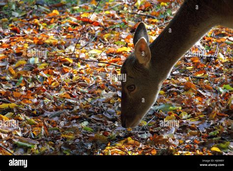 Female Fallow Deer Stock Photo Alamy