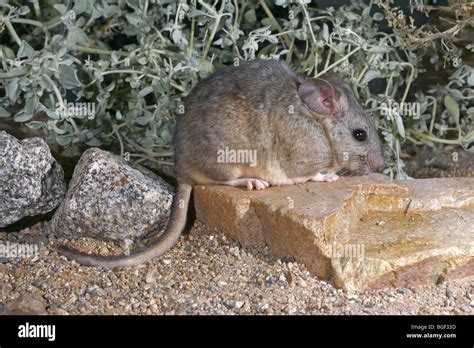 Desert Woodrat Stock Photo - Alamy