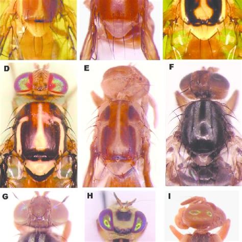 Tórax En Vista Dorsal En Especies De Importancia Económica A Download Scientific Diagram