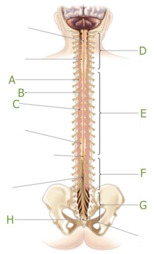 Spinal Cord Spinal Nerve Anatomy Practical 3 Ap I Flashcards Quizlet