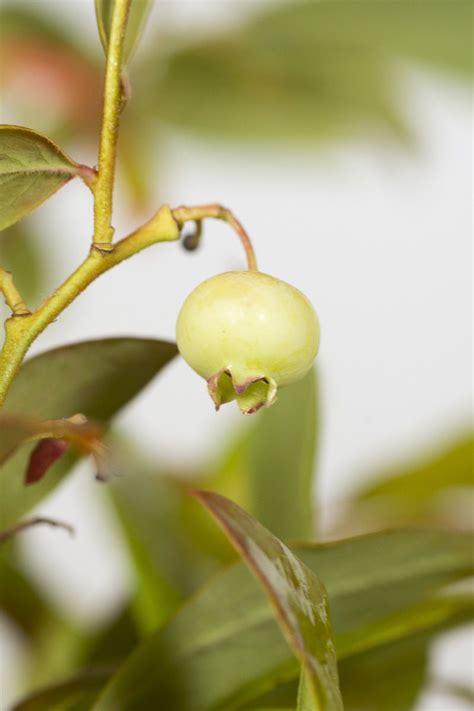 Heidelbeere Goldtraube Vaccinium corymbosum Goldtraube günstig kaufen