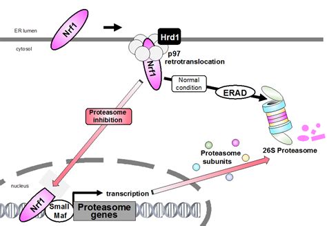 IJMS Free Full Text ER Resident Transcription Factor Nrf1 Regulates