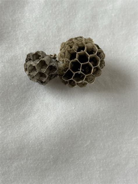 Wasp Nest Wasp Nest Art Wasp Nest Decor Paper Wasp Nest Real Wasp Nest ...