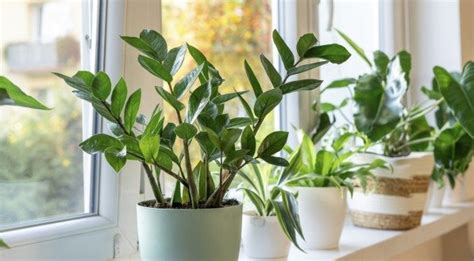 Plantas Que V O Fazer O Seu Ser De Muita Sorte E Prosperidade