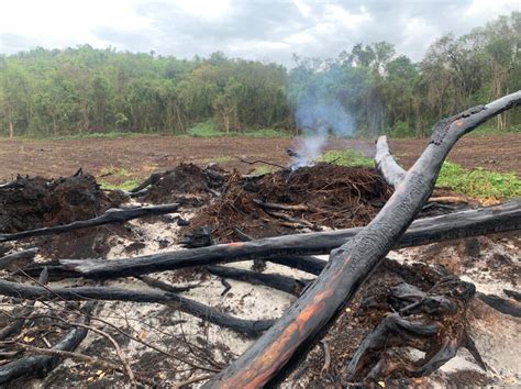 Iat Identifica Desmatamento De Mais De Hectares E Impede Crime