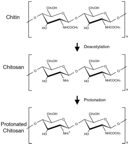 Molecular Structures Of Chitin Chitosan And Protonated Chitosan