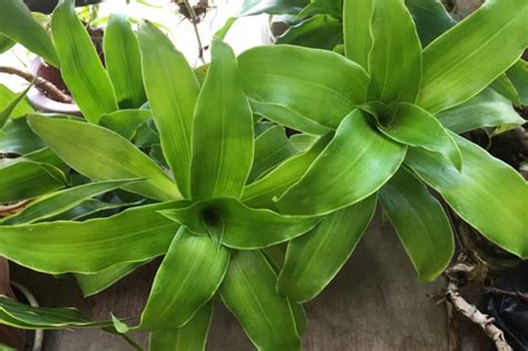 Callisia fragrans » Top Growing & Care Tips & Facts