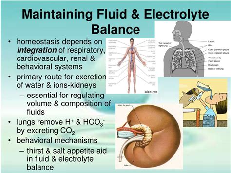 Ppt Fluid And Electrolyte Balance Powerpoint Presentation Free Download Id 5686615