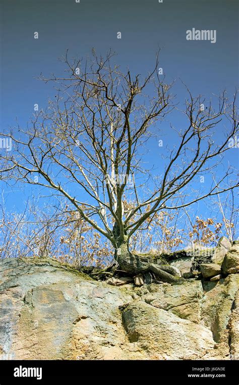 dried tree shadows dried vegetation  res stock photography  images
