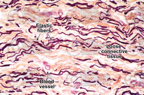 Mammal. Loose connective tissue. Transverse section. 250X - Loose connective tissue - Connective ...