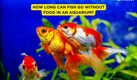 How Long Can Fish Go Without Food In An Aquarium FishTrivia