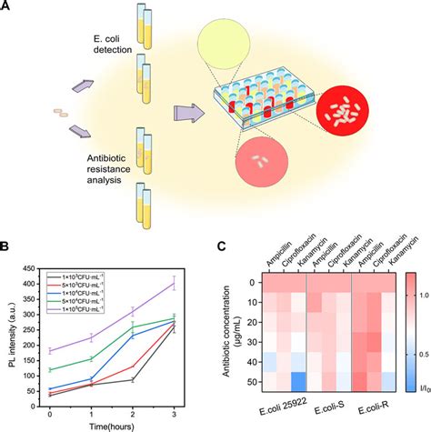 Frontiers An enzyme activatable dual readout probe for sensitive β