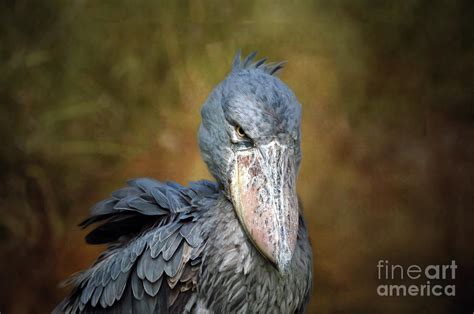 Shoe Billed Stork Portrait Photograph By Savannah Gibbs Fine Art America