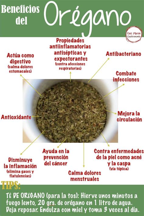 Orégano Beneficios Nutrición Frutas Y Verduras Beneficios Hierbas