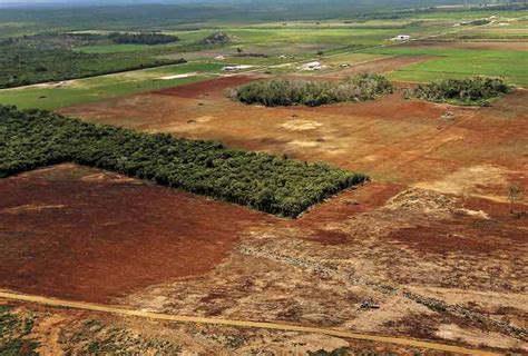 Organizaciones Denuncian Aumento De Deforestaci N En Bacalar