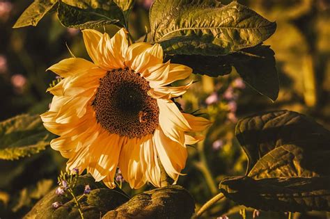 Sunflower Meanings Symbolism Origin Myth And Cultural Significance