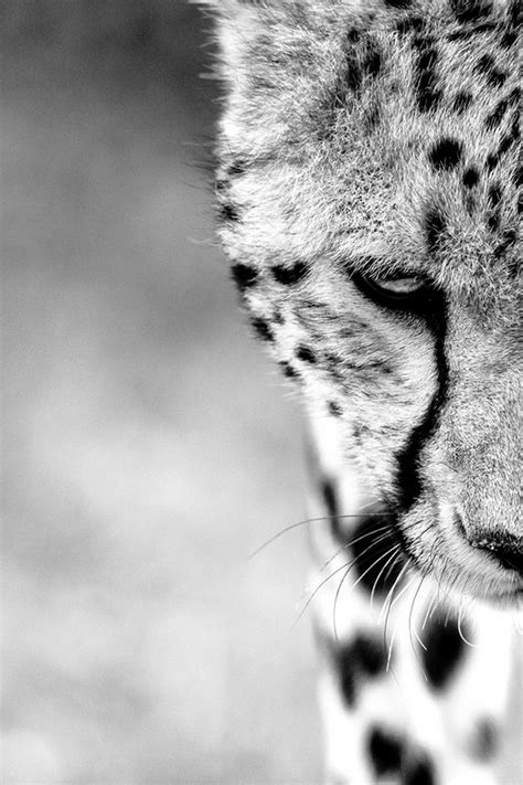 Remembering Cheetahs Le Foto Del Concorso Fotografico Che Protegge I