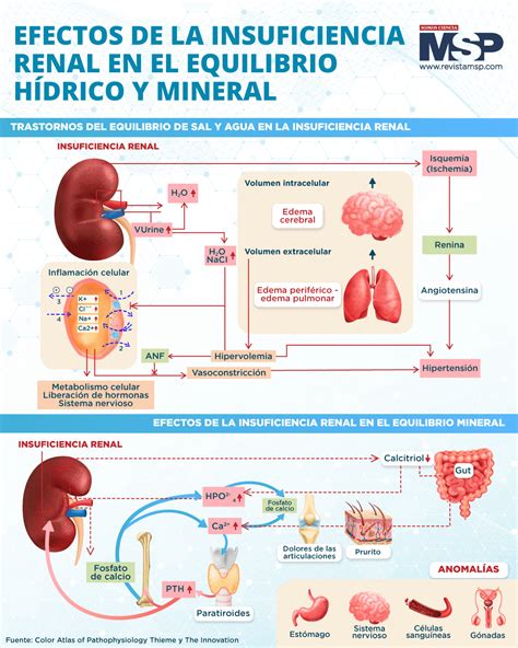 Efectos de la insuficiencia renal en el equilibrio hídrico y mineral