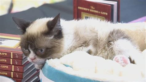 Grumpy Cat Arizona Native And Internet Sensation Dead At Age 7 Phoenix