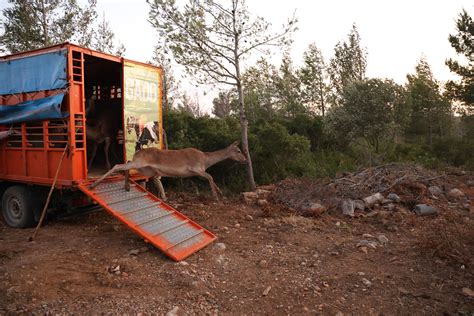 Parque Natural Sintra Cascais Tem Veados Vermelhos Ib Ricos