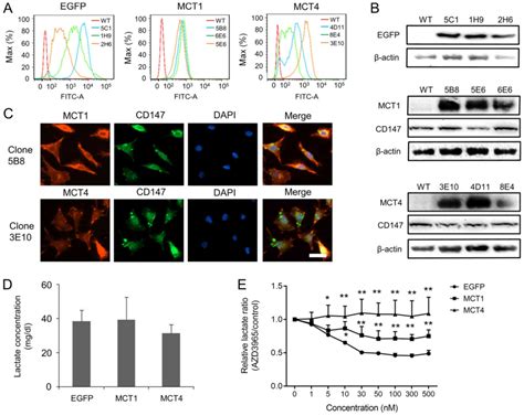 Overexpression Of Monocarboxylate Transporter Promotes The Migration