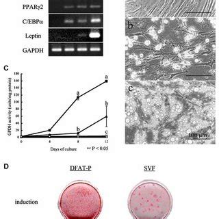 Morphological Changes In Dedifferentiating Cells From Porcine Mature