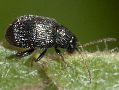 Eggplant Flea Beetle Epitrix Fuscula Bugguide Net