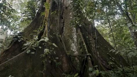 Giant Kapok Tree In Amazon Rainforest In Stock Video Pond