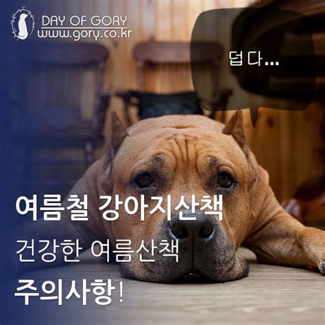 여름철 강아지산책 시 주의사항 네이버 블로그