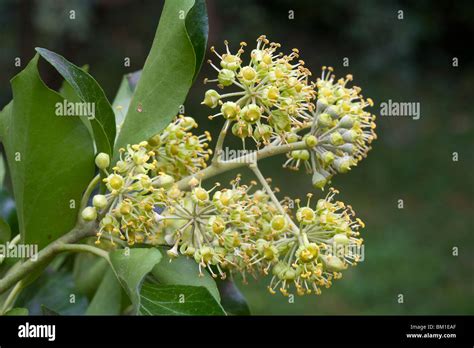 Hedera Helix Ivy Flowers Edera Stock Photo Alamy