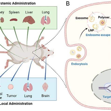 Exosomes Mediated Delivery Of CRISPR Cas MRNA A RBCEVs Delivered Cas9