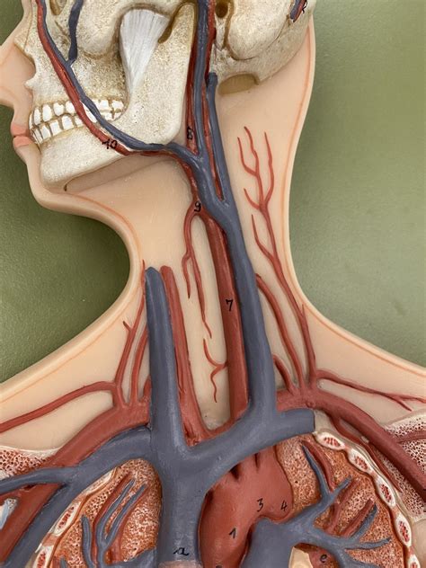 Vein Artery Model Diagram Quizlet