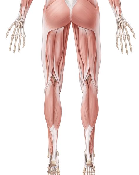 Oppervlakkige Spieren Dorsaal Inferior Abdomen Diagram Quizlet