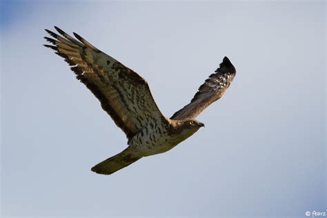 Les Oiseaux Prot G S Par La Zps Natura Pi Ge Et Collines Du