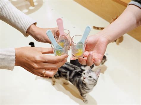 猫カフェ「キャットカフェモフ」が天王寺ミオにオープン！人気の猫ちゃんをご紹介！ Mio プラス、ミオ。