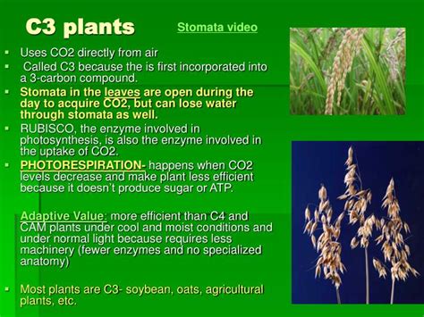 PPT - Photosynthesis: Using Light to make Food PowerPoint Presentation ...