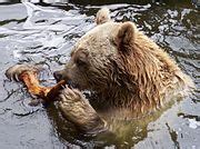 Ursus arctos syriacus - Wikimedia Commons